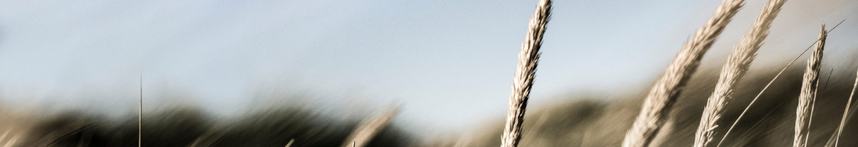 shutterstock_1424017304